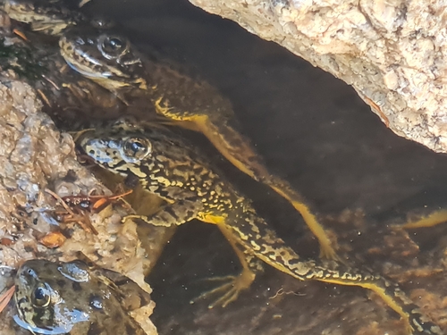 iNaturalist observation photo of Pond Frogs
