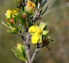 Hibbertia pungens