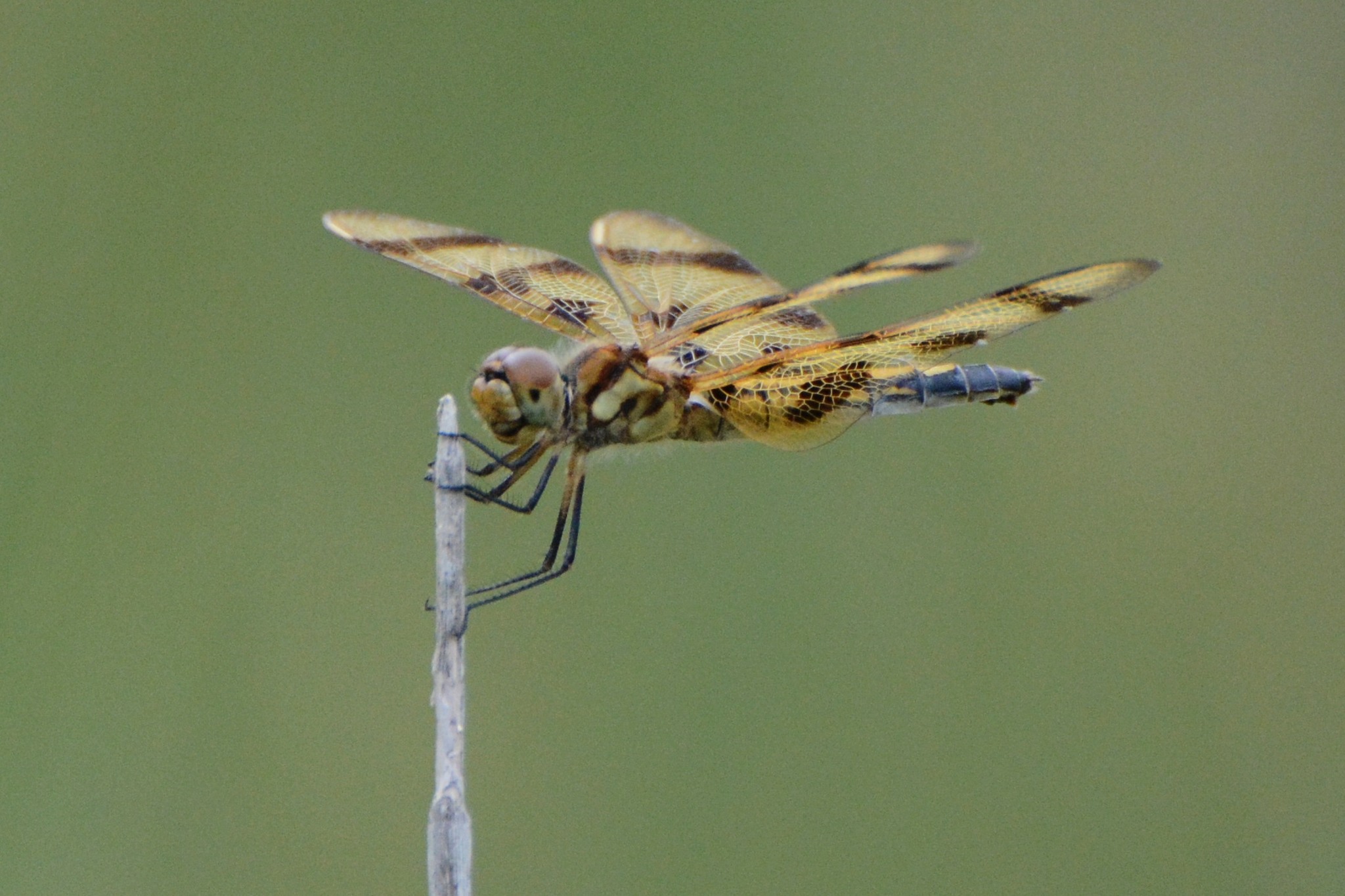 dragonfly by kathy_bill