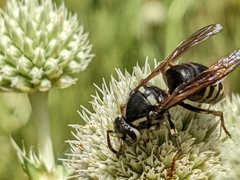 Dolichovespula arctica