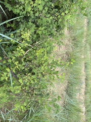 Spiraea blumei