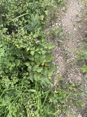 Spiraea blumei