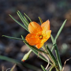 Talinum aurantiacum