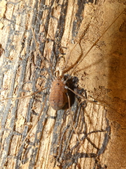 Hadrobunus maculosus