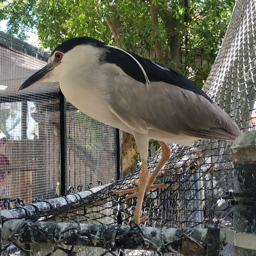 Black-crowned Night Heron photographed in Florida