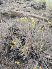 Chrysothamnus viscidiflorus puberulus