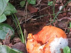 Praepedaliodes phanias