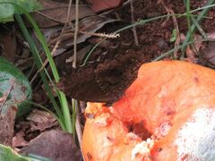 Praepedaliodes phanias