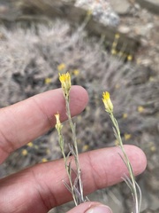 Chrysothamnus viscidiflorus puberulus