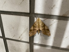Clanis bilineata