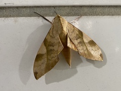 Clanis bilineata