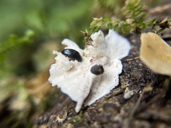 Aulacocheilus sibiricus bedeli