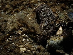 Aglaja ocelligera