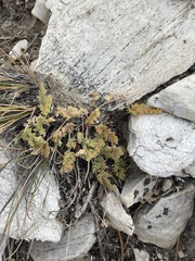 Cymopterus aboriginum