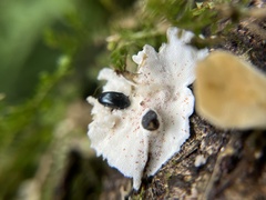 Aulacocheilus sibiricus bedeli