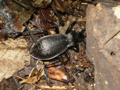 Carabus hortensis