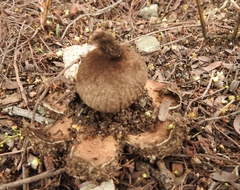 Lycoperdon
