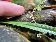 Ariamnes cylindrogaster