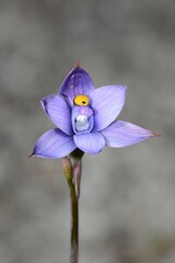 Thelymitra malvina
