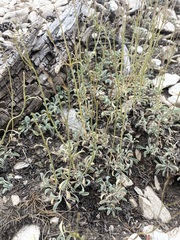 Penstemon scapoides
