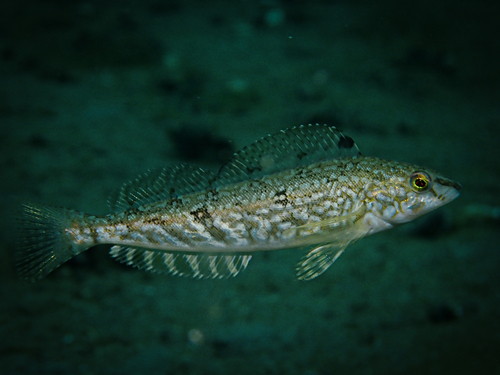 Whitespotted Greenling