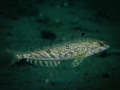 Whitespotted Greenling photo 2