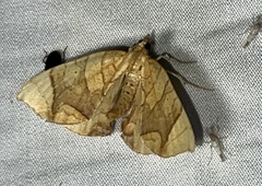 Eulithis propulsata
