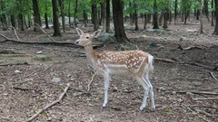 Dama