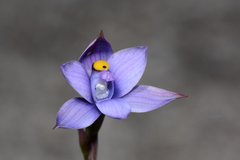 Thelymitra malvina