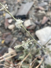 Eriogonum rupinum