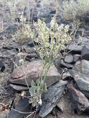 Eriogonum rupinum