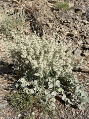 Eriogonum rupinum