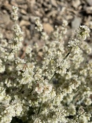 Eriogonum rupinum
