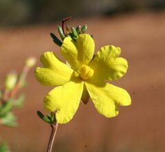 Hibbertia gracilipes