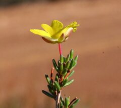 Hibbertia gracilipes