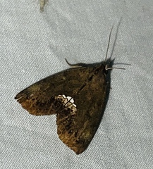 Hypsoropha hormos