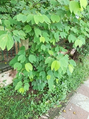Bauhinia acuminata