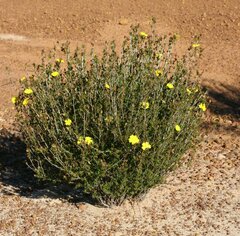 Hibbertia gracilipes