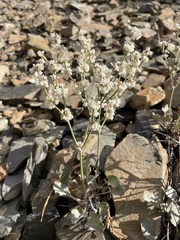 Eriogonum rupinum