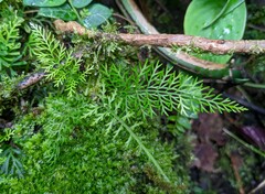 Asplenium rutifolium