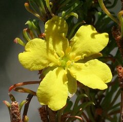 Hibbertia hamata