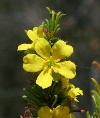 Hibbertia hamata