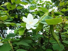 Bauhinia acuminata