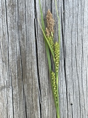 Carex halliana