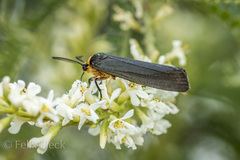 Inopsis modulata