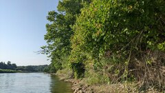 Physocarpus intermedius