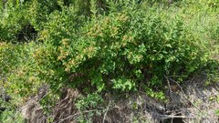 Physocarpus intermedius