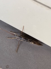 Nemotaulius