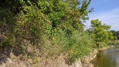 Physocarpus intermedius