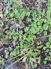 Dichondra occidentalis